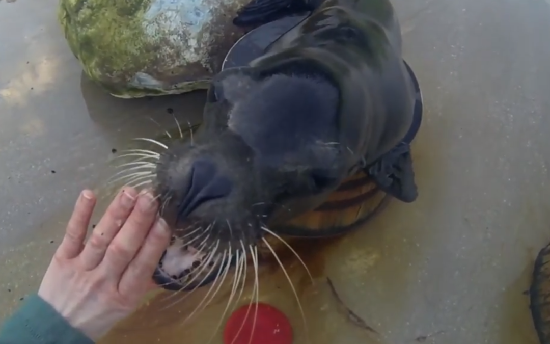 Welsh Mountain Zoo 1