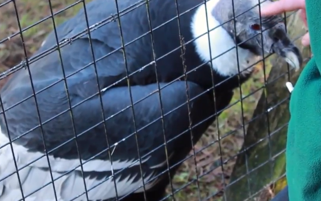 Welsh Mountain Zoo 2