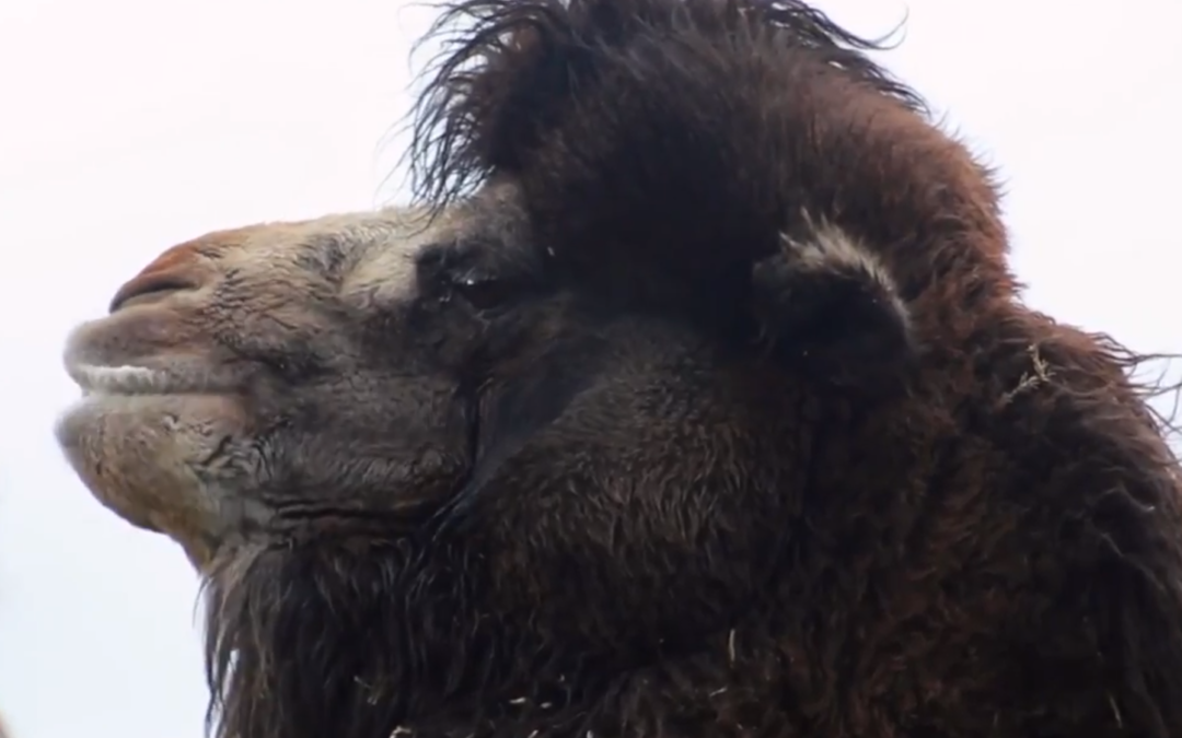 Welsh Mountain Zoo 4