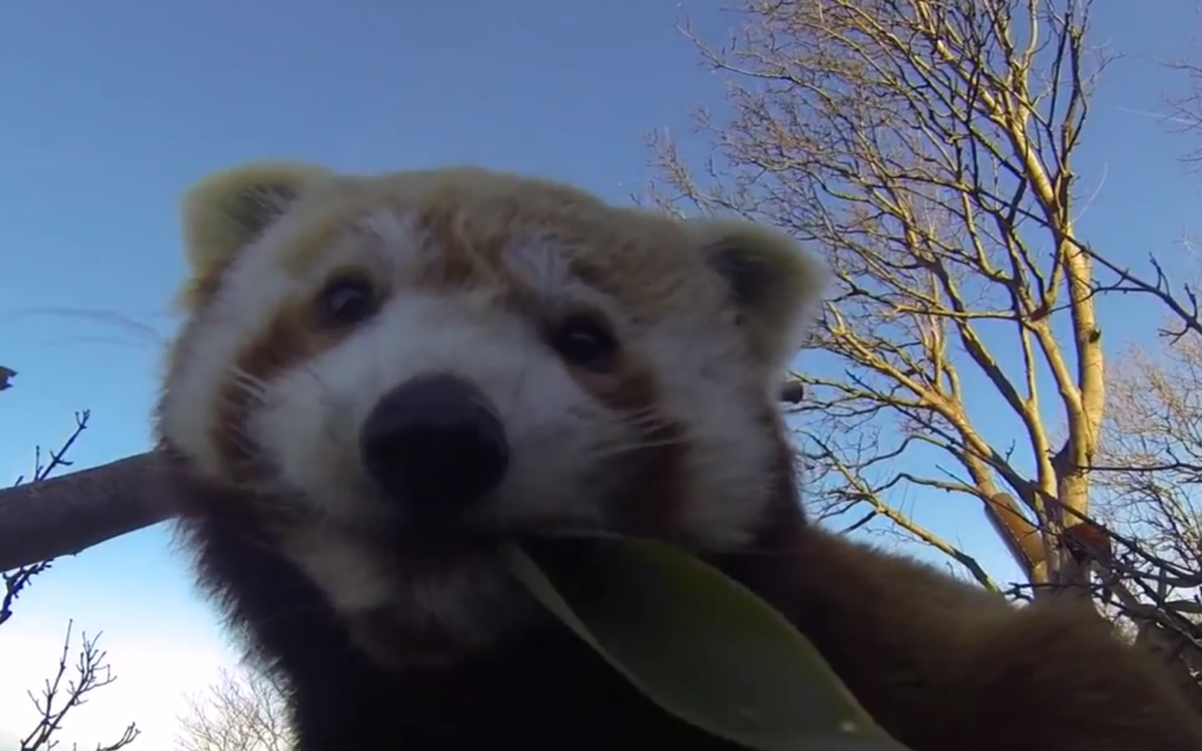 Welsh Mountain Zoo 5